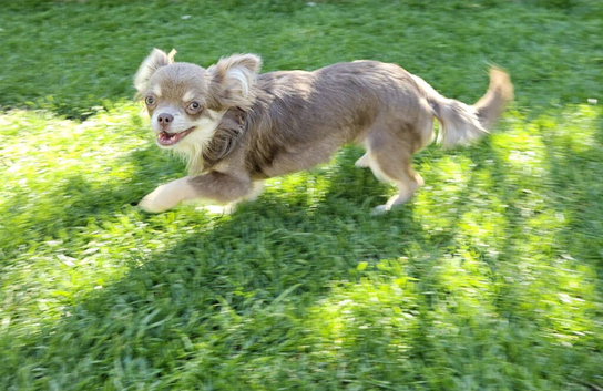 Female Russian long haired chihuahua