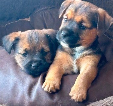 Border x Jack Russell Terrier