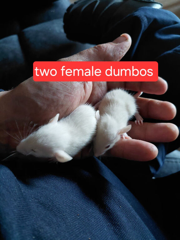 Rat pups