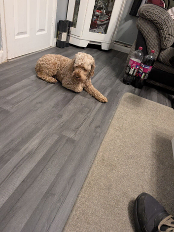 Cockerpoo