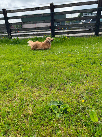 Dachshund girl
