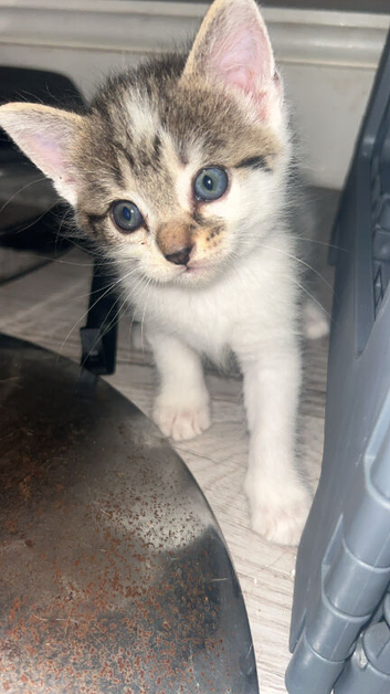 British short and long kittens, Ready to go now