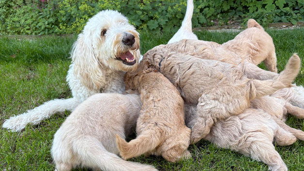 Golden doodle puppies looking for a family home from 5th July ️