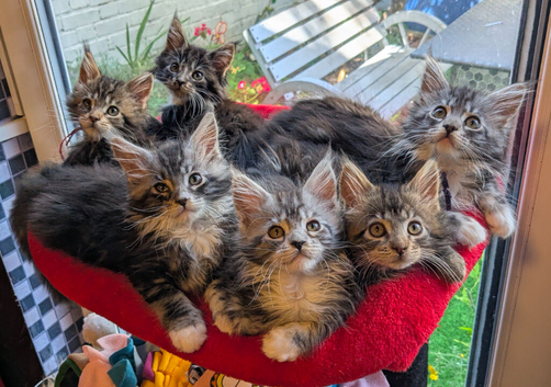 Champion Sired Maine Coon Kittens TICA Registered