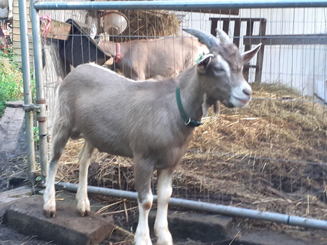 Fabulous Entire Intact Toggenburg Billy Goat Kid - Father Pedigree