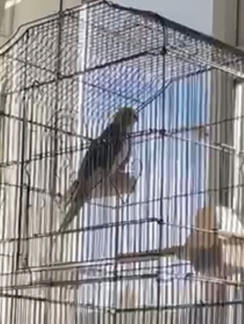 Semi tamed cockatiel singing
