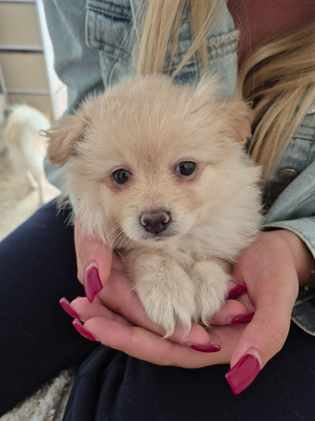 MALTAPOO
