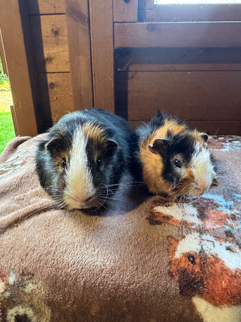 Baby Guinea Pigs