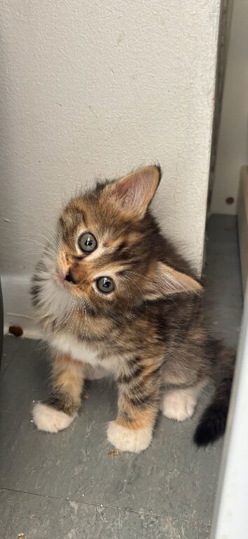 Kittens