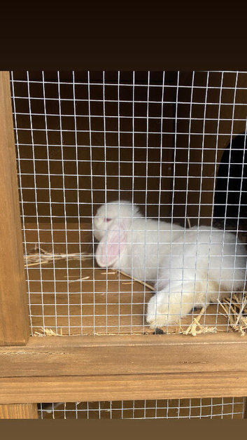 Mini lop looking for a loving home
