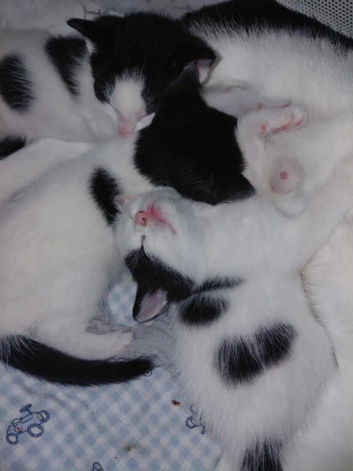 3 female kittens