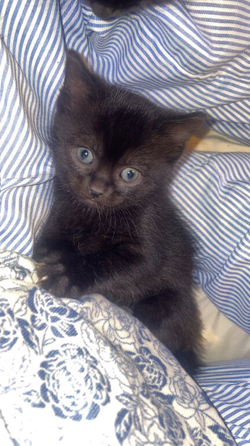 Kittens for sale