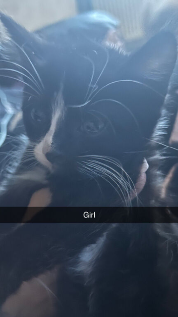 Kitten ready for homes