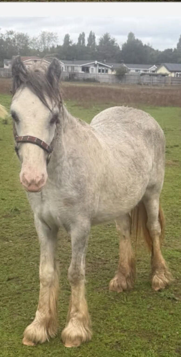 8 month old Cob filly