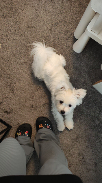 1 year old Pomeranian cross