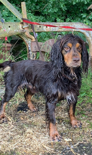 Working cocker for stud
