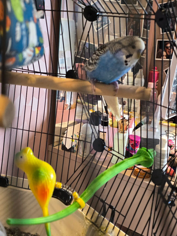 Budgie With Full Setup