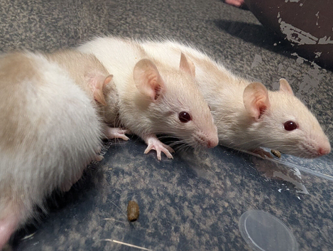 Siamese baby rats