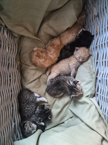 Beautiful kittens, I have both parents