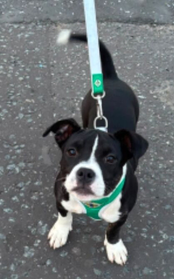 Staffy x micro bully