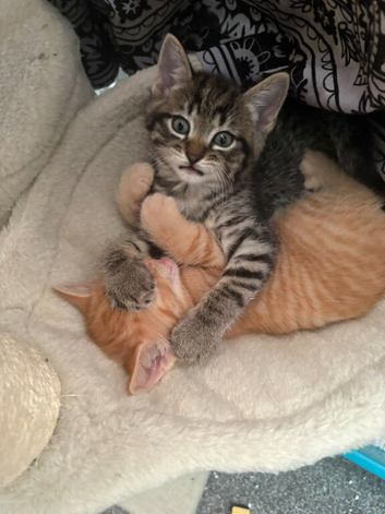 3 Kittens available ready 17th October
