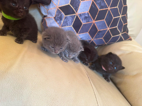 British Short Hair and Ragdoll Mixed Breed Kittens