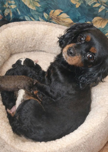 Cavapoo puppy