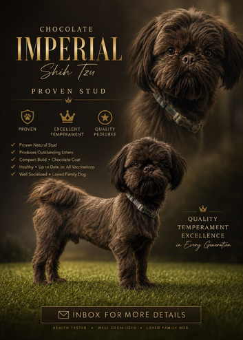 Beautiful  chocolate  full inpirial K.C shihtzu stud milo is proven