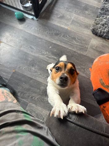 Jack Russell x Shih zui