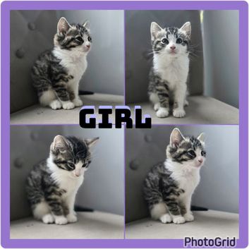 X4 cute babies looking for there forever homes