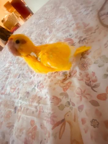 Hand reared super tame buttercup  kakreki parrot