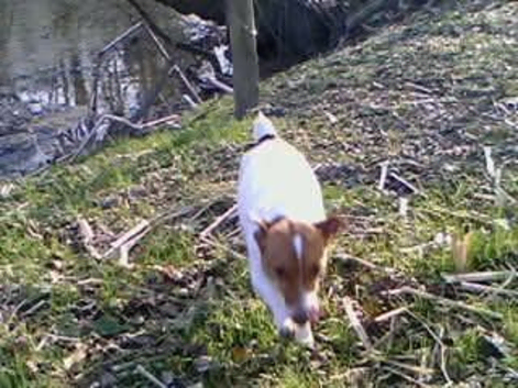 Beautiful Jack Russell pups