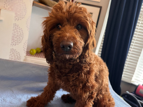 Cockapoo X Toy poodle puppies Red