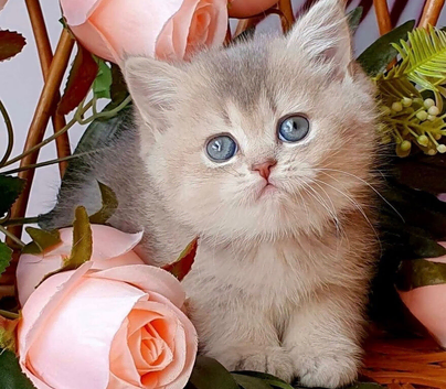 Beautiful female AY11 blue golden shaded British shorthair kitten