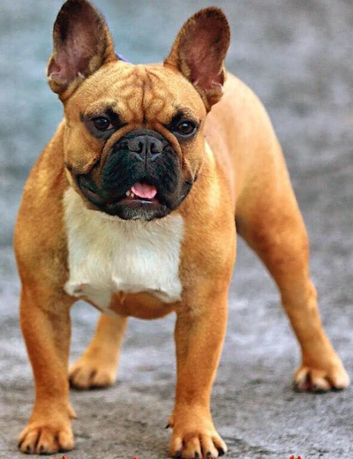 Champion French Bulldog Available for STUD. Producing Big Litters