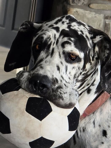 Beautiful loving Harlequin Great Dane