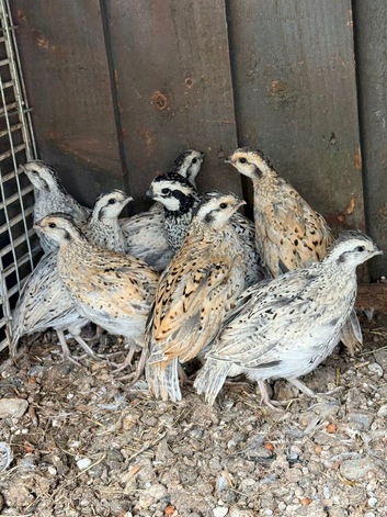Bobwhite quails for sale