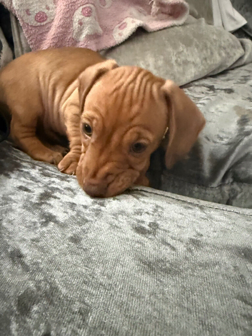 9 week old miniature dashhoud