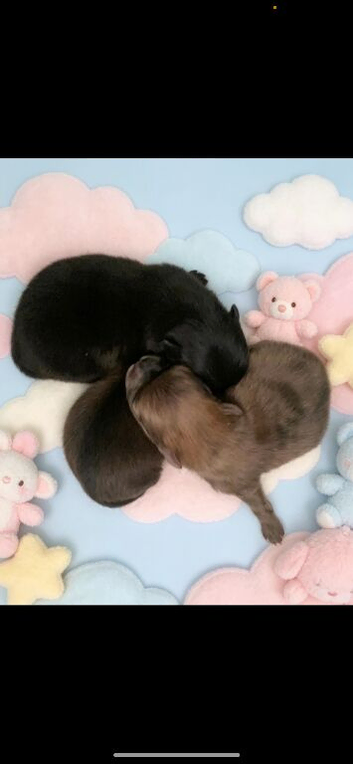 Pomeranian puppies