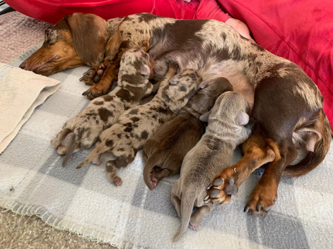 Miniature dachshund puppies