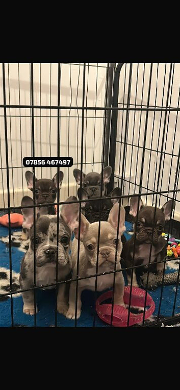 7 French Bulldog Puppies ️