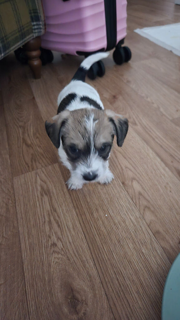 Jack russell terrier