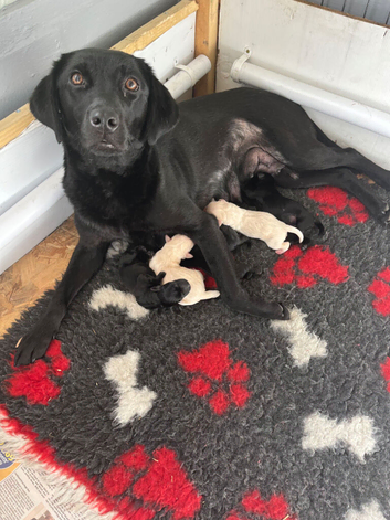 Beautiful lab puppies