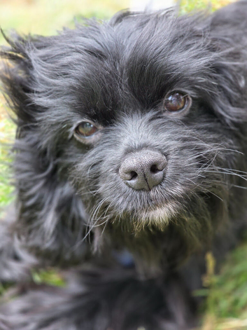 black cavapoo x  female