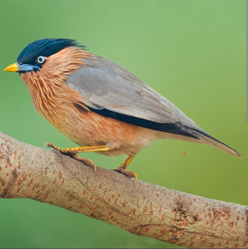 Pagoda Starlings For Sale
