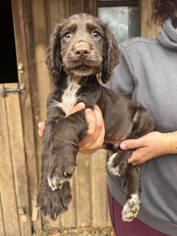 Kc cocker spaniel puppies