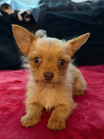 Chorkie boy pup