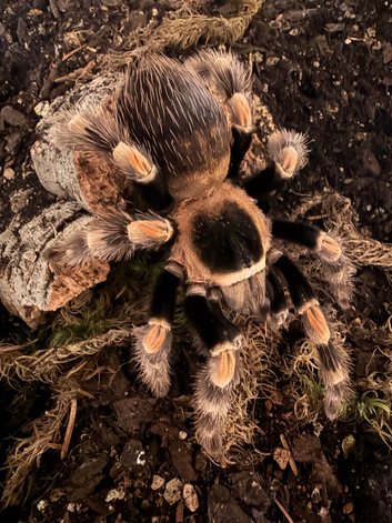3 female tarantulas