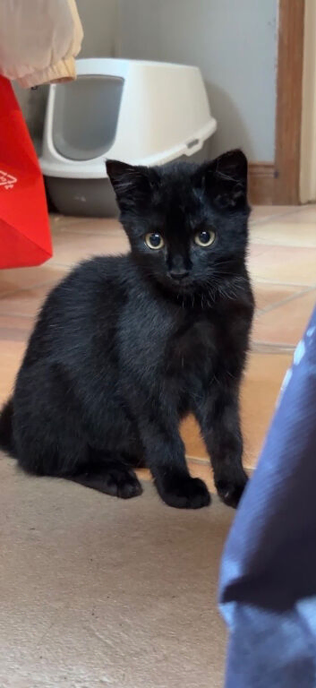 Kitten looking for a home