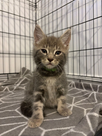 Half Maincoon kittens